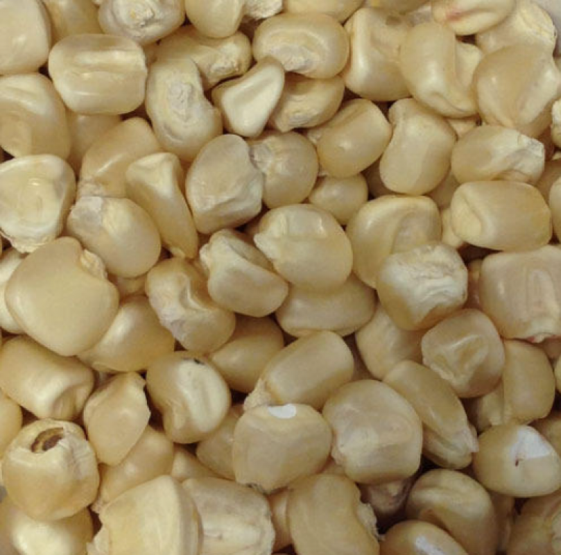 Białe ziarna kukurydzy from Uganda
